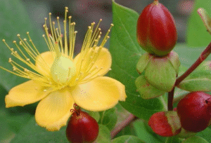 St John's Wort