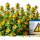 Herbal Interactions with UK Medications: What You Need to Know
