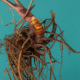 Supplements for Menopause: Natural Body Support Solutions