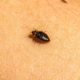 Bed Bug Infestations: How to Identify, Treat, and Prevent