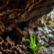 Belizean Caves: Discovering Archaeology, Climate, and Life