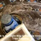 Victorian Tiles Restoration: Your Step-by-Step Guide
