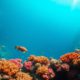 Great Blue Hole Belize: Essential Guide for Diving and Snorkelling