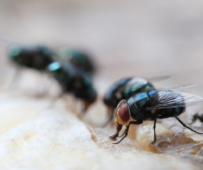 Maggot Extermination Strategies for Properties in Sydney