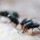 Maggot Extermination Strategies for Properties in Sydney