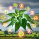 Herbs for Glowing Skin: Best Natural Remedies in Australia