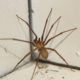 Spider Pest Control: Strategies for Effective Elimination