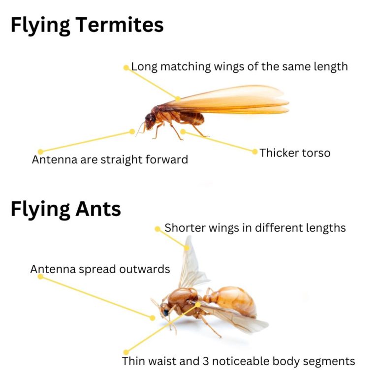 Flying Termites: Significance and How to Respond to Them