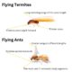 Flying Termites: Significance and How to Respond to Them