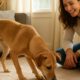 Pet Treats Hide-and-Seek: Engaging Your Pets in Fun Ways