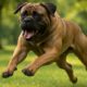 Bigger Dogs and Aggression: Discovering the Facts
