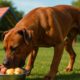 High-Protein Meals for Energetic and Healthy Dogs