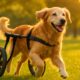Mobility Aids for Dogs: Keep Your Aging Pet Active