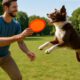 Frisbee Throwing Techniques to Train Your Dog Now!