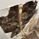 Termite Inspection Timing: Ideal Winter Tips for Sydney Homes