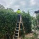 Low-Maintenance Hedging Plants for Newcastle Gardens