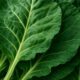 Collard Greens Recipe for a Nutritious Slow Cooked Dinner