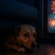 Firework Phobia Solutions: Tips to Comfort Your Pets