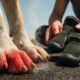 Pavement Safety Tips for Dogs: Essential Hot Weather Advice