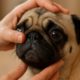Brachycephalic Breeds: Key Checks for Eye Health