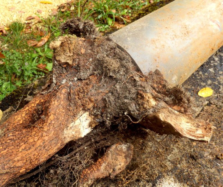 Tree Roots in Drains: Overcoming Wollongong’s Challenge