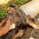 Tree Roots in Drains: Overcoming Wollongong’s Challenge