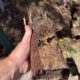 Clay Soil’s Impact on Caboolture’s Pipes