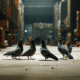 Pigeon Control Solutions: Effective Bird Management in Sydney