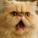 Care Guide for Respiratory Issues in Flat-Faced Cats
