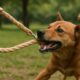 Hemp Leashes for Dogs: Durable and Strong Solutions