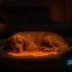 Temperature-Controlled Beds for Pets: Ultimate Comfort Solution