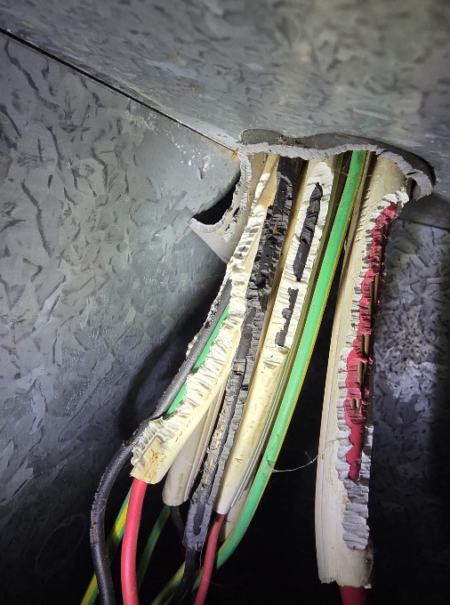 Electrical Faults: Managing Ants, Rats, and Mice in Homes