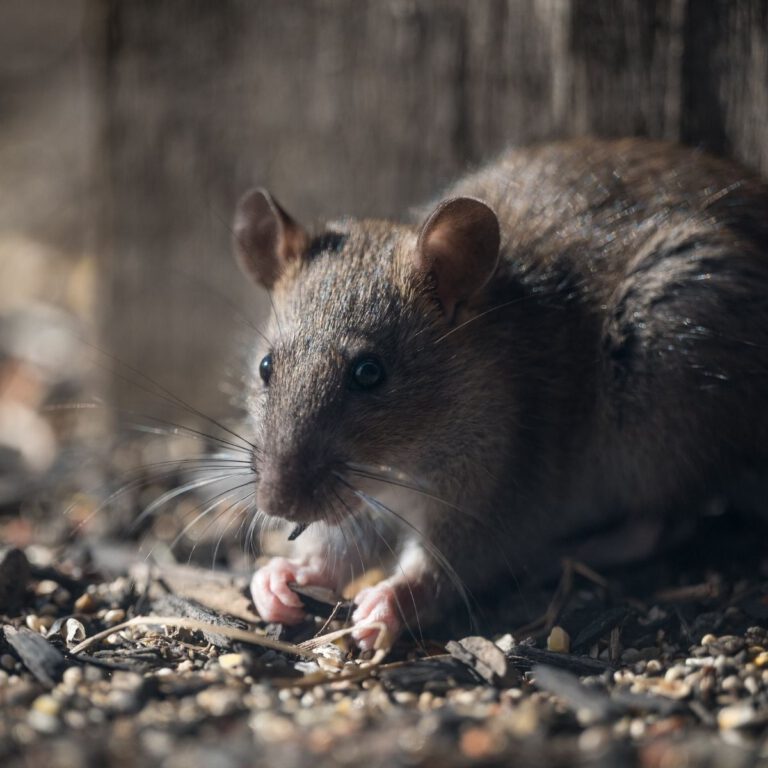 Rodent-Proof Your Home: Essential Tips to Deter Rats