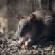 Rodent-Proof Your Home: Essential Tips to Deter Rats