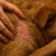 Flea Control Tips for Pets: Preventing Autumn Surges