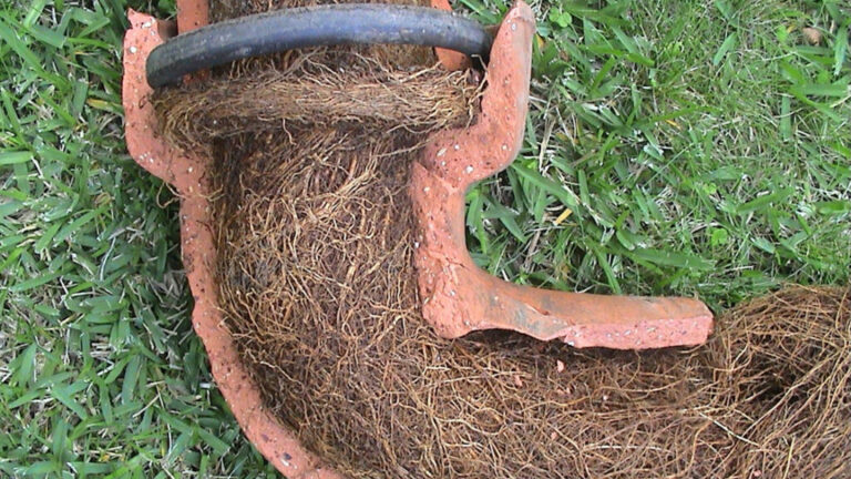 Tree Roots in Drains: A Challenge for Sutherland Shire Residents