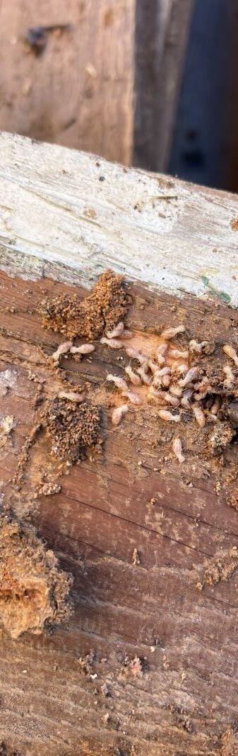 Termite Risk Management Explained for NSW Homes