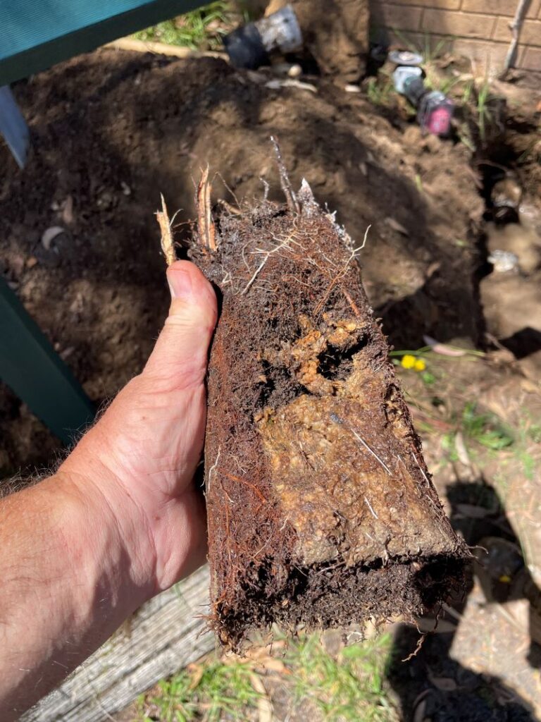 Tree roots extracted from a blocked drain pipe near a pool