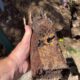 Tree Roots Blocking Pipes: Effective Solutions for Pools